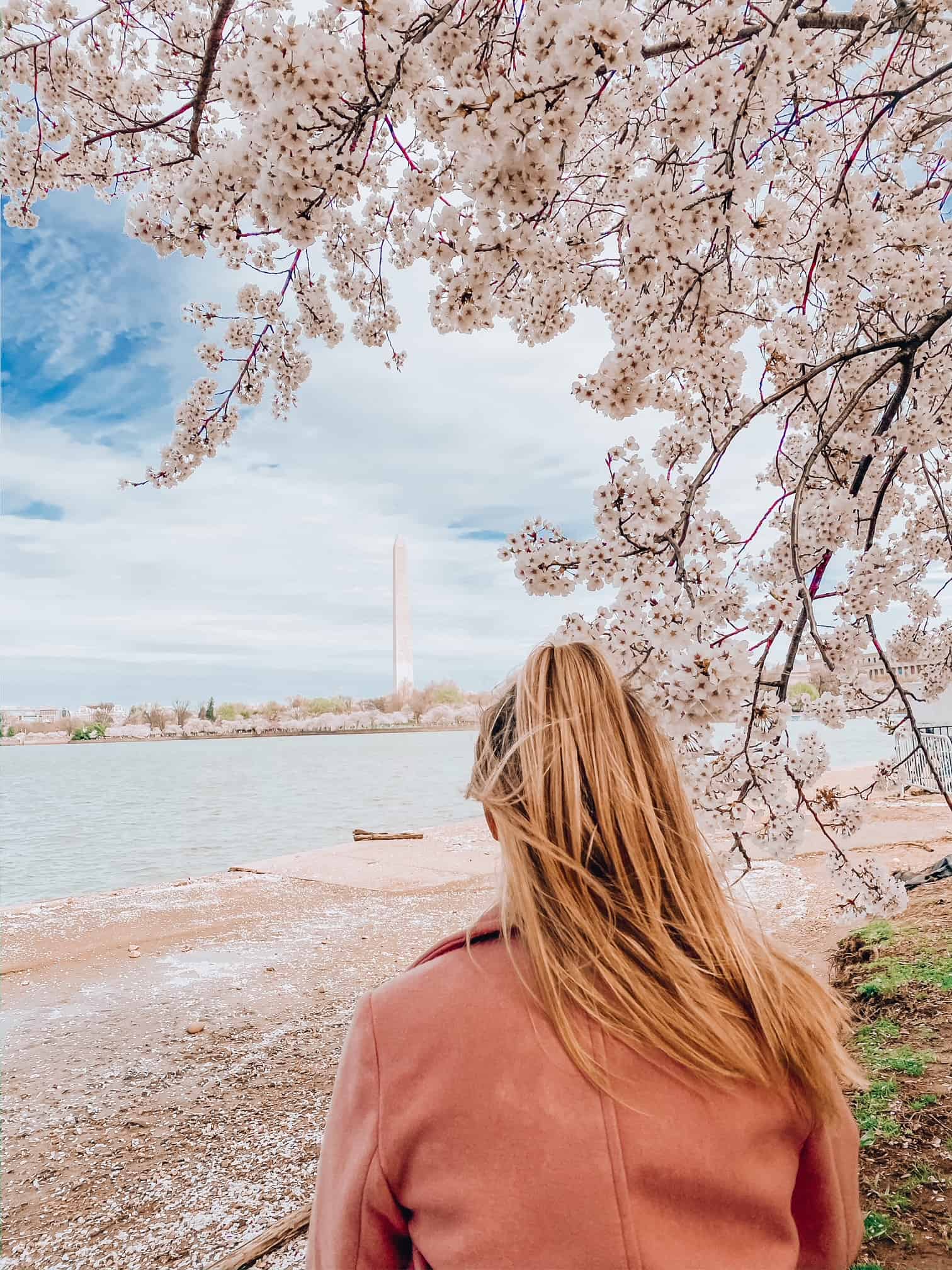 First Timer's Guide To The Beautiful Cherry Blossom Season In Dc ...