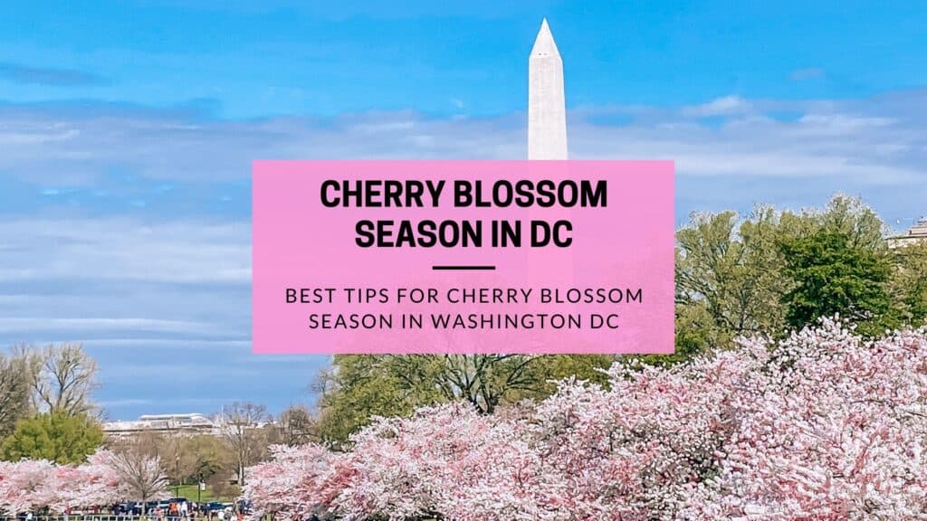 First Timers Guide To The Beautiful Cherry Blossom Season In Dc Wanderlust With Lisa 1430